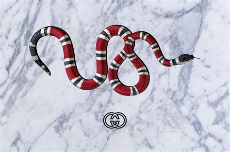 snake gucci wallpaper|supreme gucci snake background.